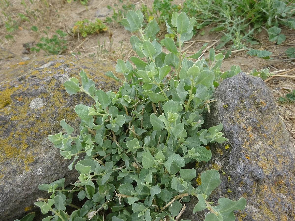 Atriplex halimus (Amaranthaceae)